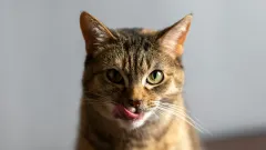 корм для котів