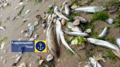 масовий мор загибель риби Маріуполь Лівобережний пляж квітень 2025