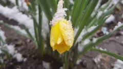 погода, сніг, охолодання