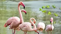 фламінго