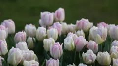 тюльпани квіти