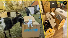 Схід СОС тварини евакуація кіт коза 