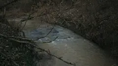 річка екологія вода ліс