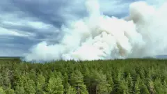 пожежа харківщина ліс дим харків