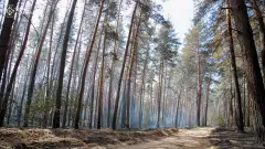 ліс Харківщина пожежа