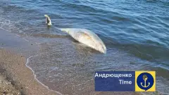 мертвий дельфін у Маріуполі