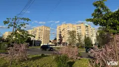 тамарикс квітне в Луцьку