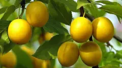 Саджанці аличі