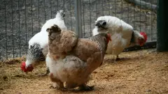 кури куриця