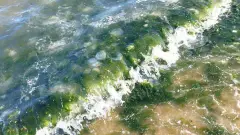 водорості на пляжі маріуполя