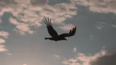 азовське море маріуполь чайка небо птаха