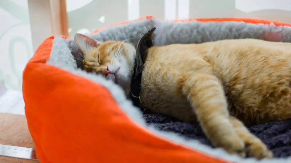 корм для котів
