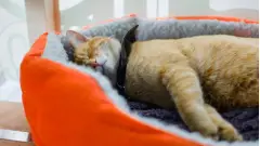 корм для котів