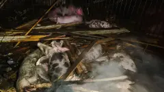 тварини свині харківщина ферма удар війна