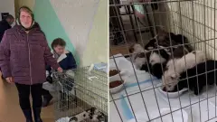 жінка з прифронтової Донеччини евакуювалася разом із домашніми улюбленцями