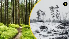 ліс сіверськодонецьк війна до після