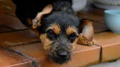 собаки безпритульні тварини