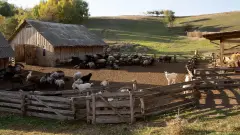 Ферма. Ілюстративне фото