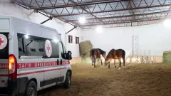 коні евакуація