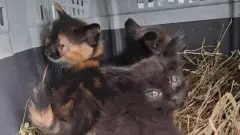 Трьох кошенят загиблого військового з Добропілля евакуювали