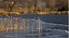 паводок очерет річка село вода
