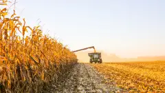 збирання врожаю кукурудзи