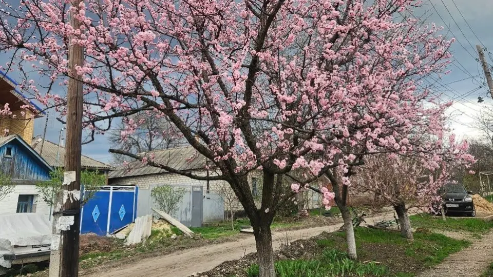 абрикоса квітучі дерева на окупованій луганщині