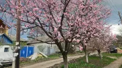 абрикоса квітучі дерева на окупованій луганщині