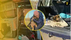 зооволонтерка Олена Михайленко