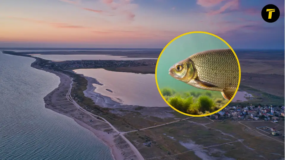 лящ риба море