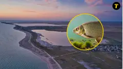 лящ риба море