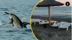 дельфін пляж море