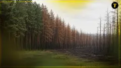 ліс Луганщина