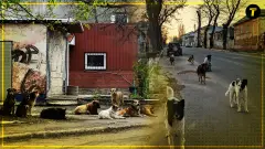 Безприульні собаки на окупованій Луганщині