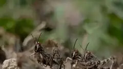 сарана