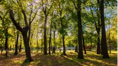 ліс дерева парк