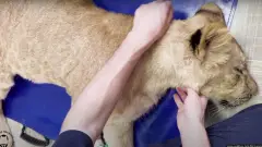 Левиця Сима