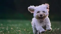 Щасливий песик