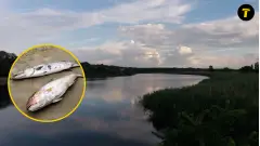 мор риби ставок озеро річка водойма мертва риба 