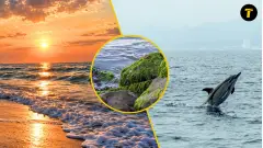 Азовське море наближається до екологічної катастрофи