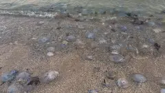 Медузи